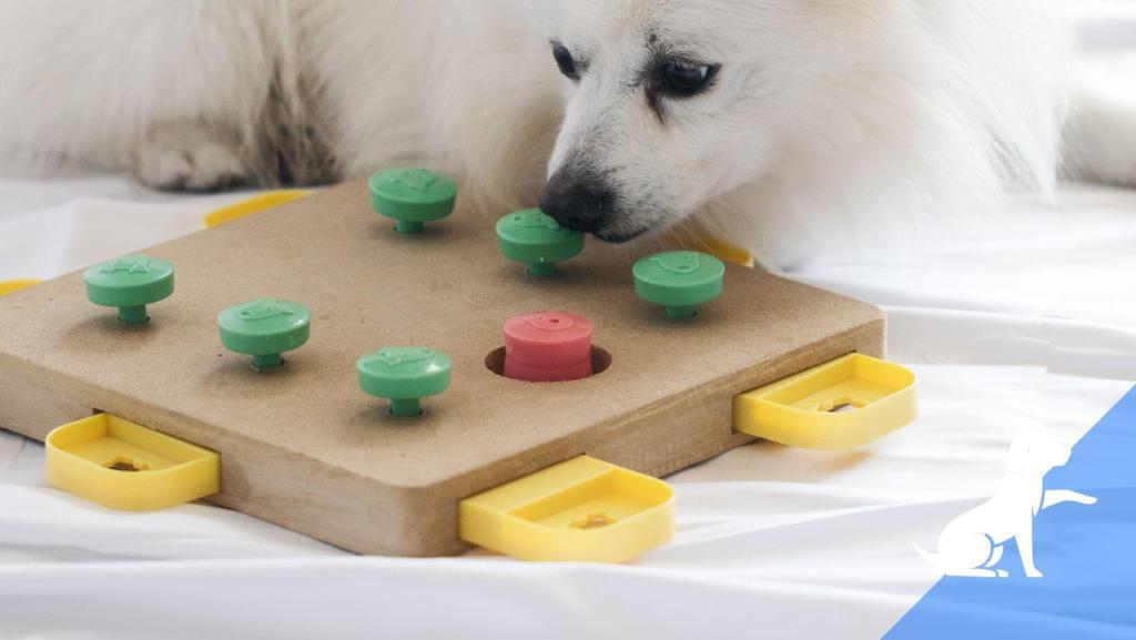 Hondensport puzzelen met je hond