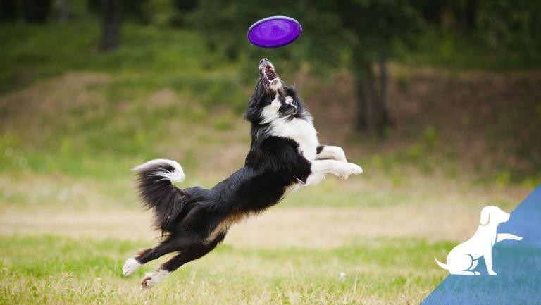 Wat is frisbee voor hondensport
