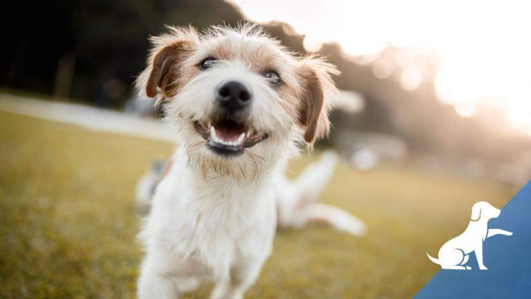Waarom is hondengedragstherapie belangrijk