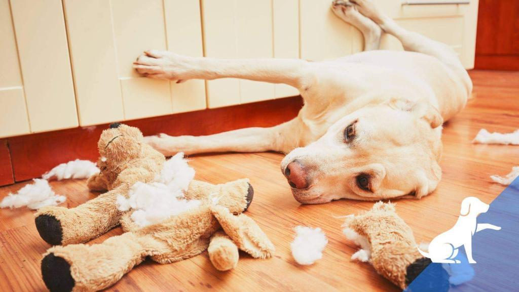Wanneer is honden gedrag ongewenst?