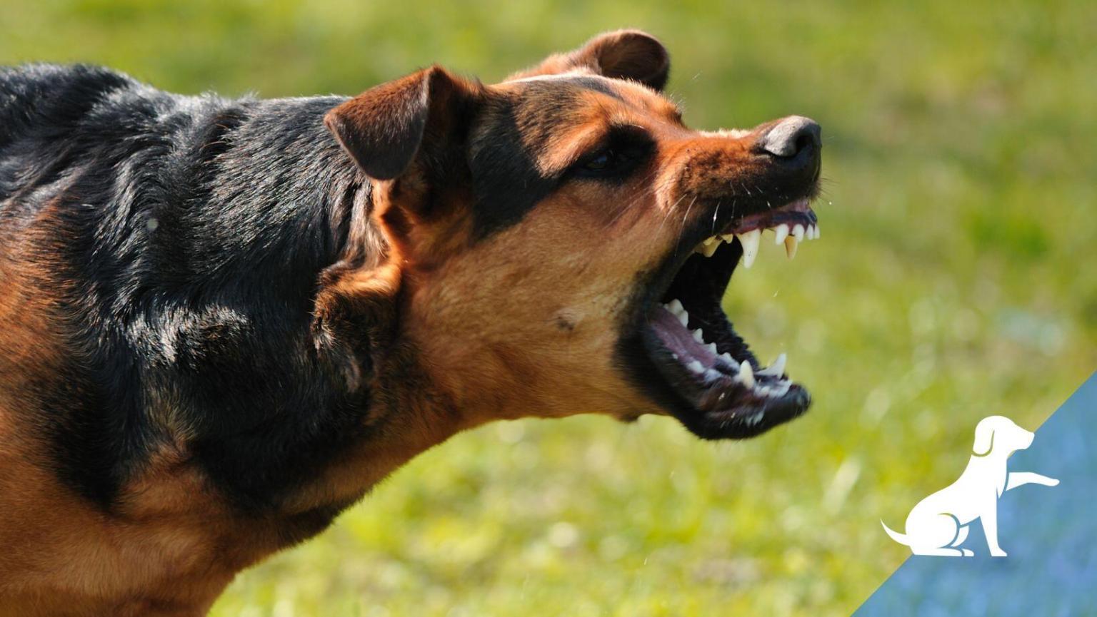 Gedragstherapie voor honden: Wat als je hond ongewenst gedrag vertoont?