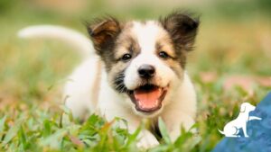 Privé Puppycursus: Leren door te doen, ervaren en begrijpen!
