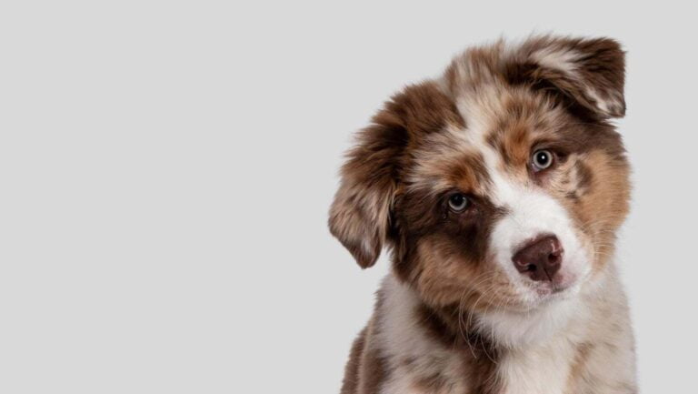 Puppycursus Utrecht: Leren door te doen, ervaren en het begrijpen van je pup
