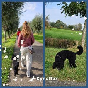 Hondentraining - Hondentraining Utrecht - honden cursus - hondenschool training - privé honden training - KynoFlex Hondenschool Utrecht