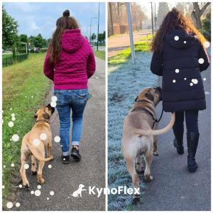 Hondentraining - Hondentraining Utrecht - honden cursus - hondenschool training - privé honden training - KynoFlex Hondenschool Utrecht