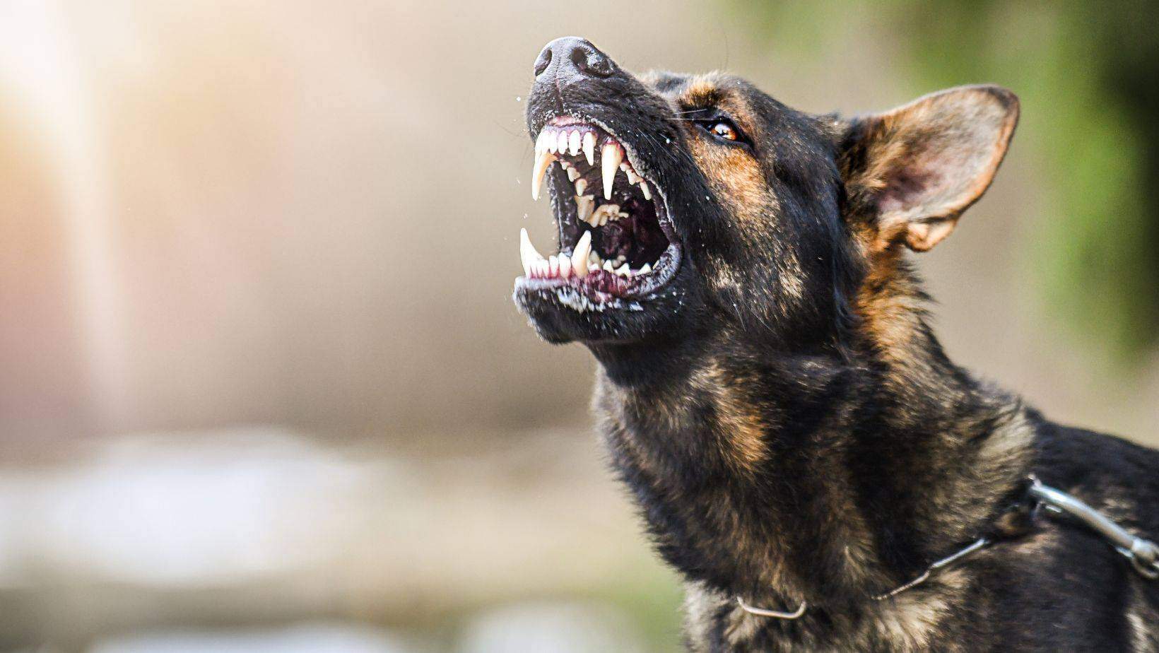 Gedragstherapie Honden: Wanneer is kiezen voor gedragstherapie verstandig?