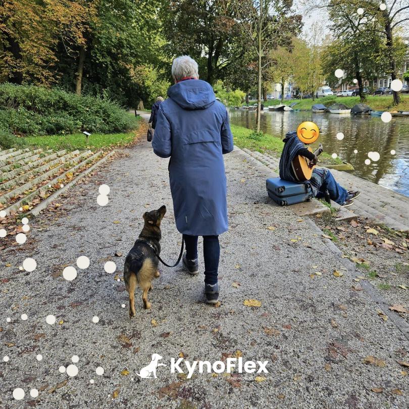 Puppycursus - Clicker hondentraining - Hondentraining - Honden Gedragstherapie - Hondenschool Utrecht