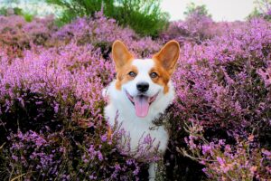 Honden Heide Fotografie: Maak Magische Momenten met je Viervoeter