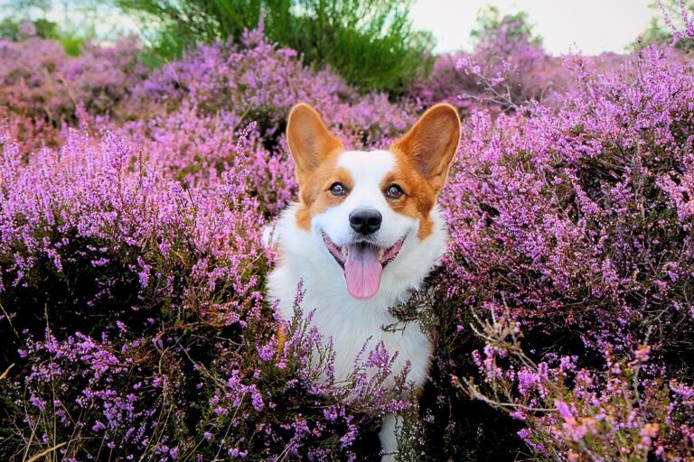 Honden Heide Fotografie: Maak Magische Momenten met je Viervoeter