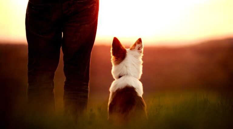 Dé training voor een goede start van jouw buitenlandse hond