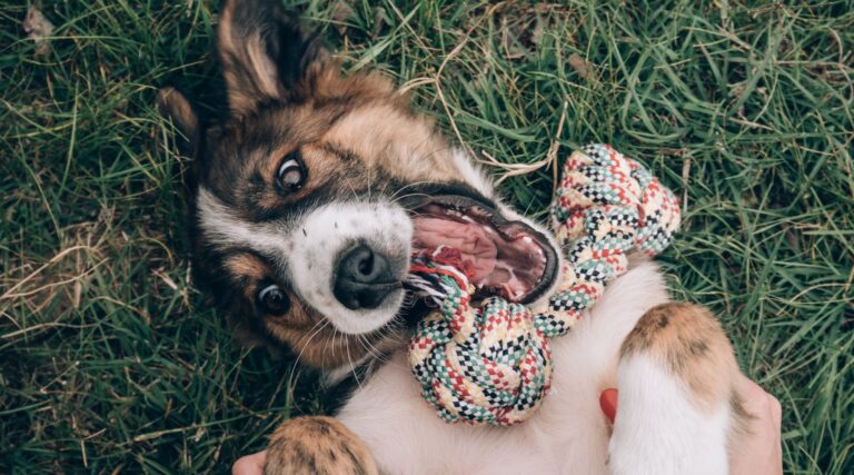 Een maatwerk cursus voor jouw jonge hond