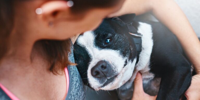 Honden Gedragsbegeleiding, echt maatwerk en voor hond en baas