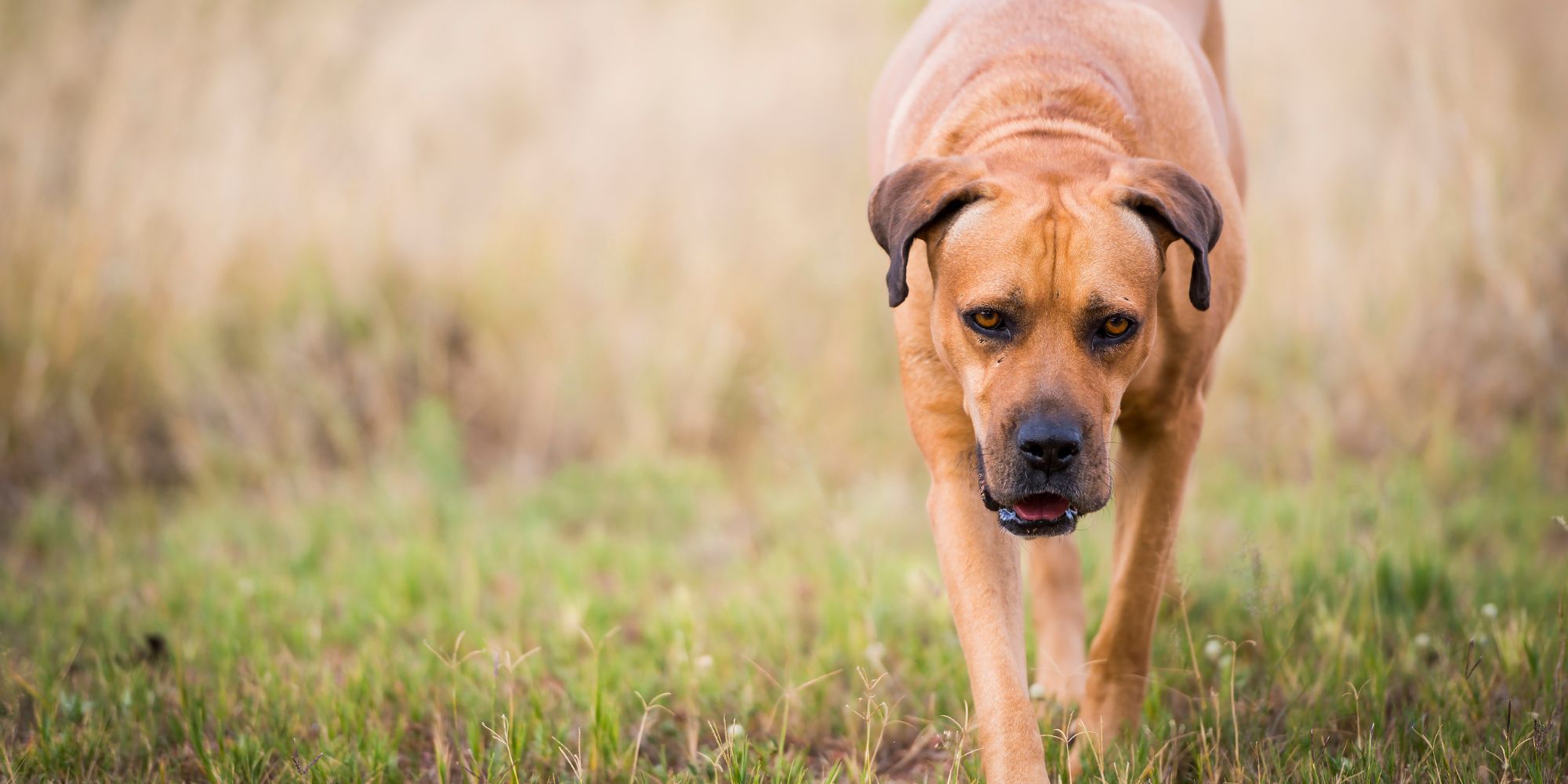 KynoFlex Hondenschool Utrecht - Honden gedragstherapeut - Honden gedragstherapie - Honden gedragsbegeleiding - Honden gedragsspecialist