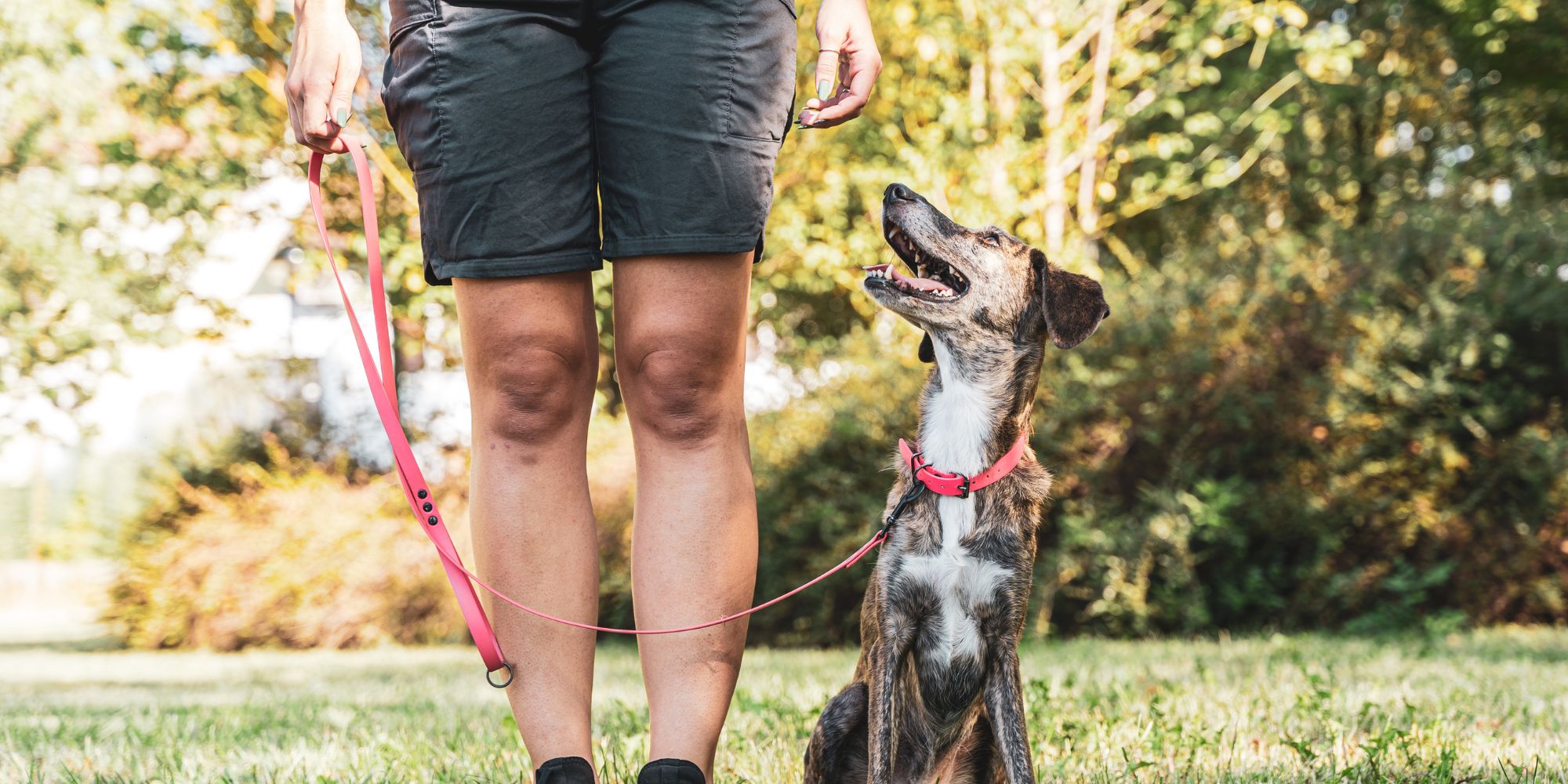 KynoFlex Hondenschool Utrecht - Hondentraining - Honden trainingen - Honden cursus - Hondentraining aan huis