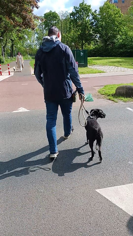 Gedragsbegeleiding hond en baas Utrecht