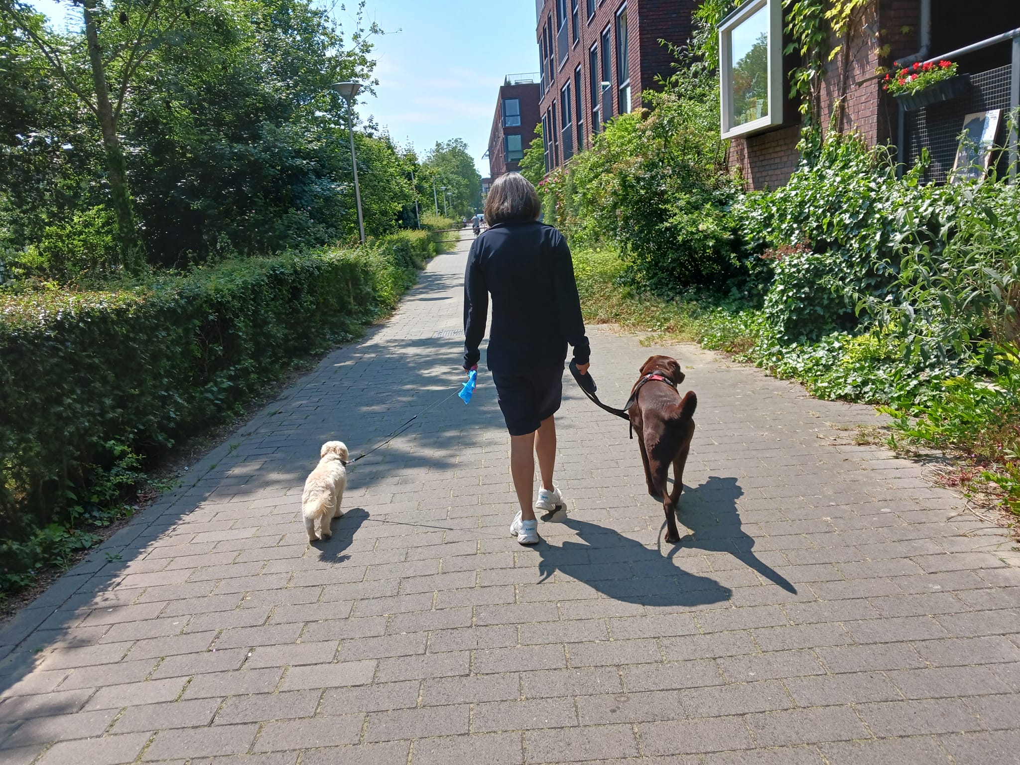 Gedragsdeskundige hond Utrecht