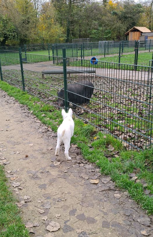 Hond trainen Utrecht