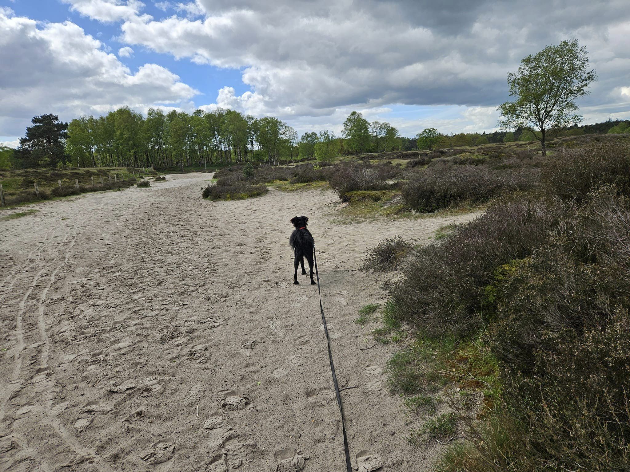 Kynologisch gedragstherapeut Utrecht