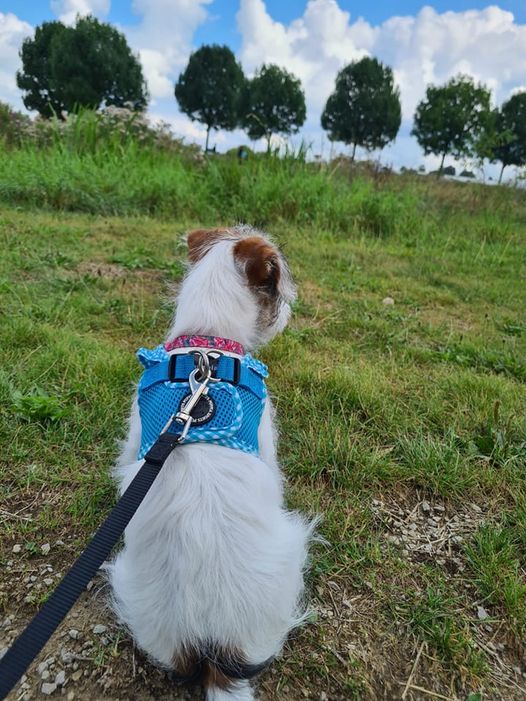 Trainingen voor hond en baas Utrecht