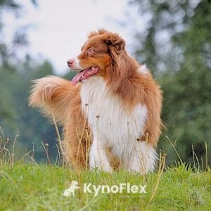 Jouw hondenschool en kynologisch gedragstherapeut in Maarssen Gedragstherapie hond - Hondenschool KynoFlex