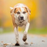 Wat je hond je écht vertelt. Het belang van goed leren kijken.