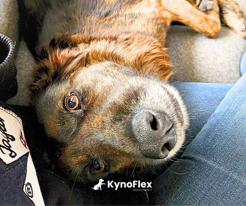 hondenschool therapie