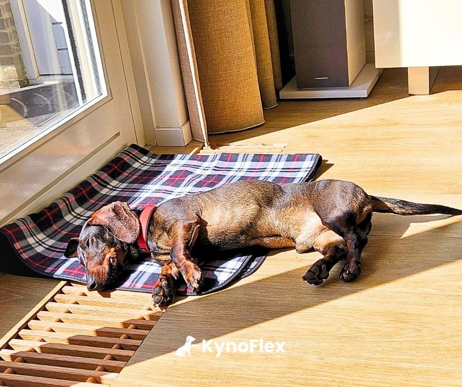 Hondenschool trainingen