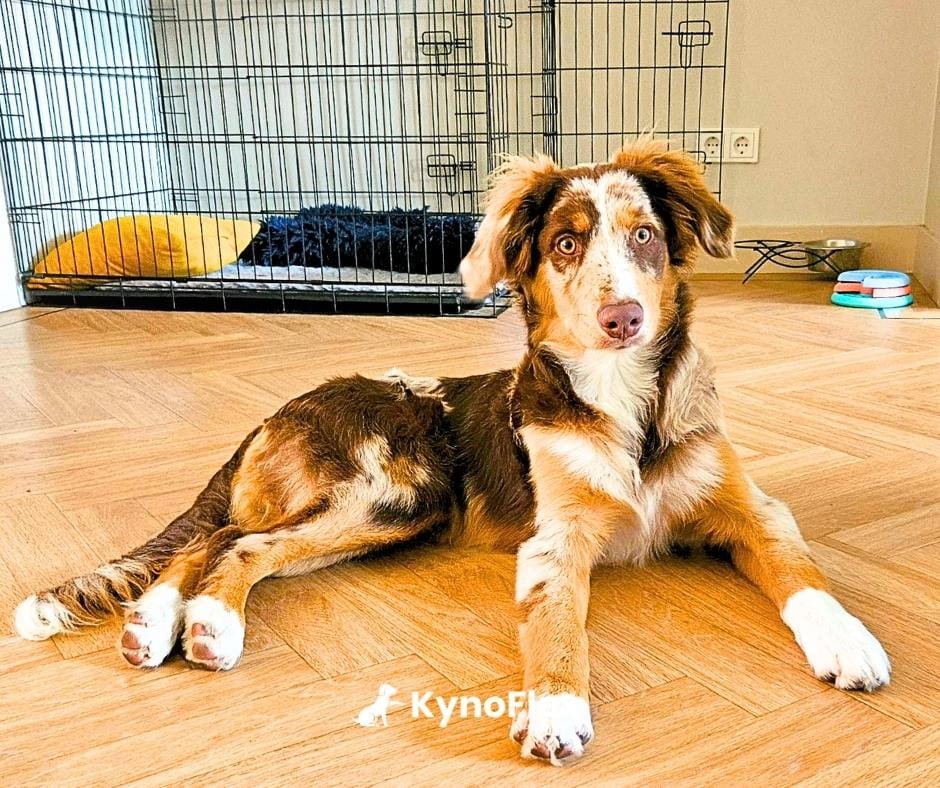 Hondenschool dichtbij