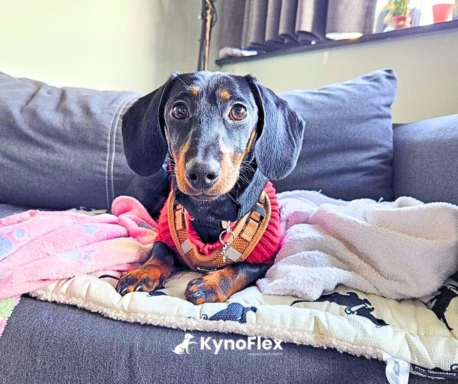 Hondenschool kynoflex