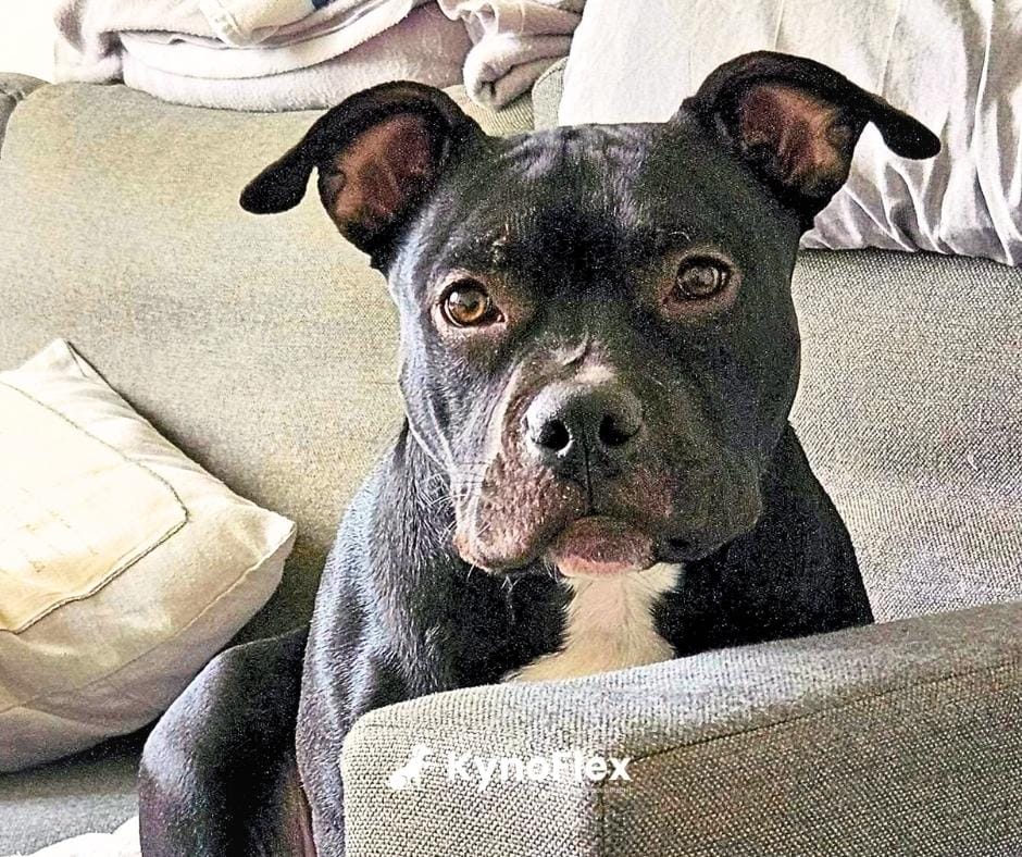 Honden gedragstherpie maarssen