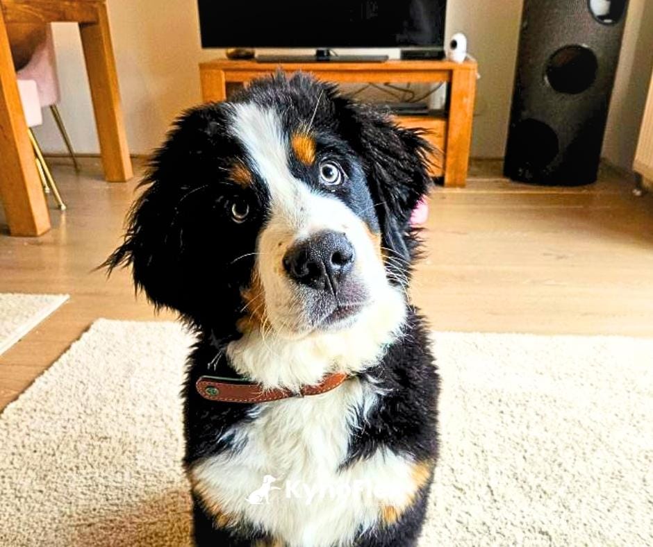 Hondenschool Woerden