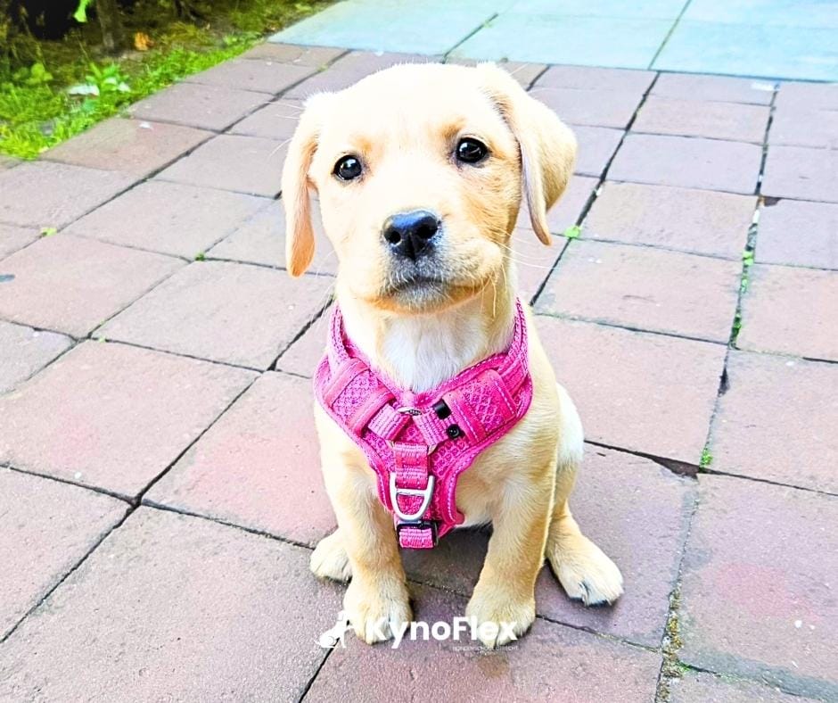 Hondenschool privelessen