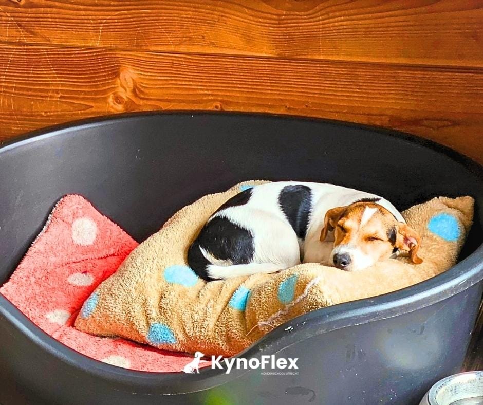 Hondenschool gedragstherapie