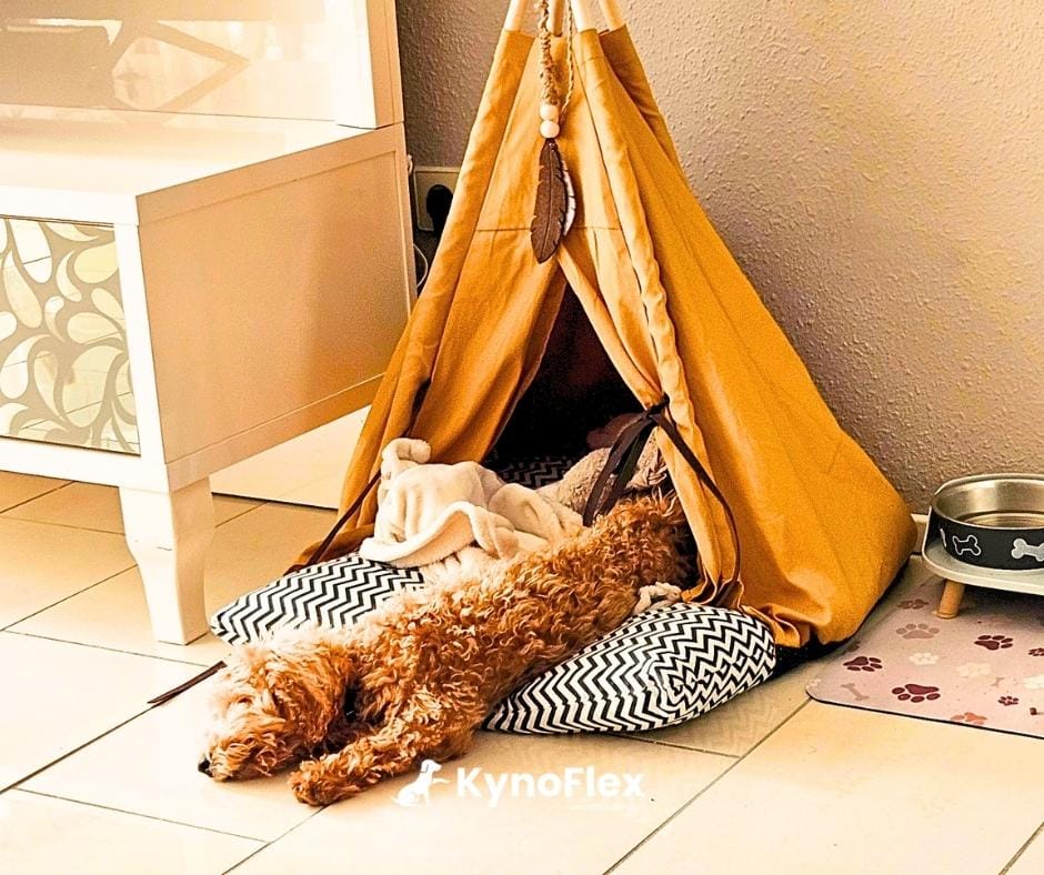 Hondenschool aan huis