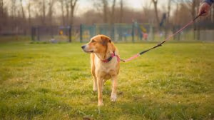 Ergernis! Die hond aan de lijn in een honden losloopgebied!