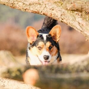 Honden cursussen - Hondenschool KynoFlex