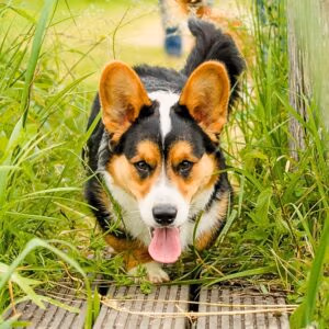 Hondenschool Pubercursus Gedragsdeskundige hond - Hondenschool KynoFlex